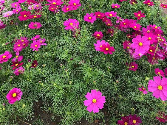 包头送恋人鲜花|大树收购